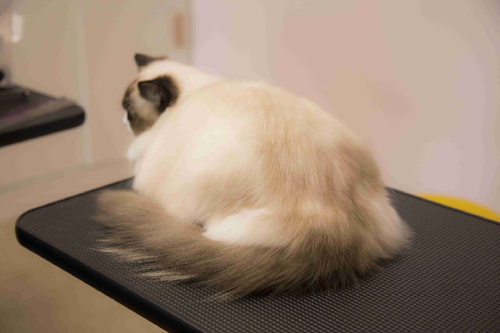 萌猫低压力皮毛护理班
