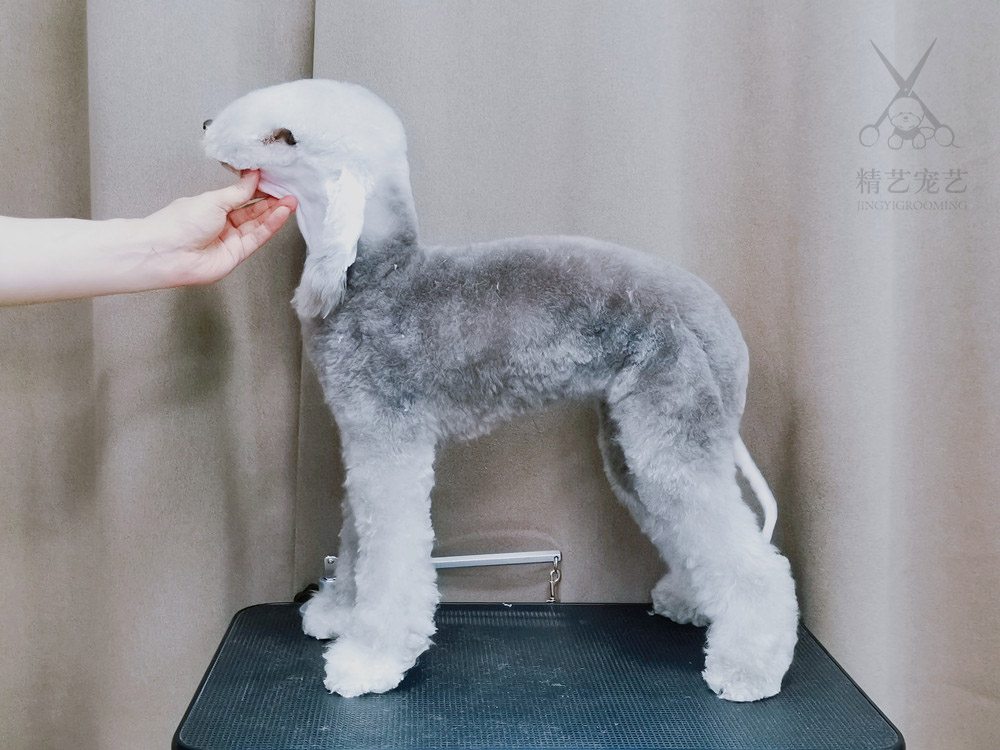 精艺宠物美容学校：贝灵顿犬免费领养啦
